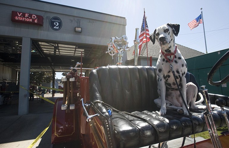 Aerial, a 9-year-old Dalmatian, sits in the driver's seat of a 1934 Seagrave Special fire engine during the 125th anniversary celebration of Vancouver Fire Department's Engine Company 2 on Saturday.