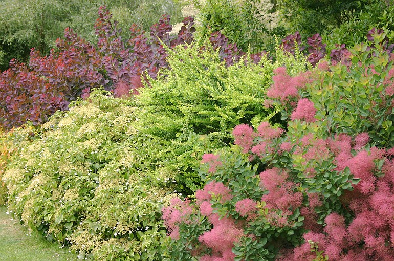 Trees and shrubs of all shapes and sizes add impact and interest to the summer garden with flower and foliage color.