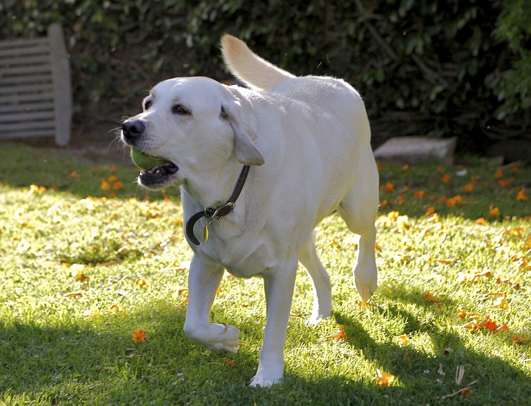 David Jeter's yellow lab, Lucky, plays in the backyard of the Jeter home.