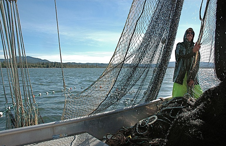 Jim Grose keeps the net from tangling during test fishing with a purse seine in September in the lower Columbia River near Skamokawa.