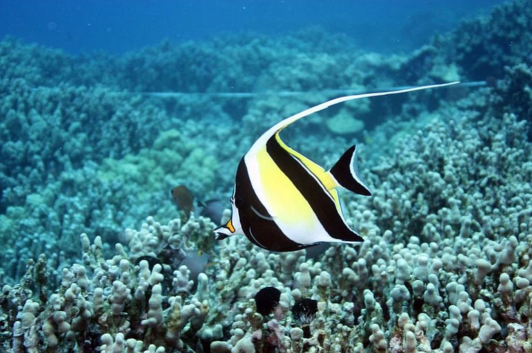 A Moorish Idol, commonly targeted by fish collectors, swims in coral near Kona, Hawaii.