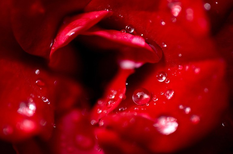 Rain water beads on the petals of a rose at Esther Short Park on Friday.