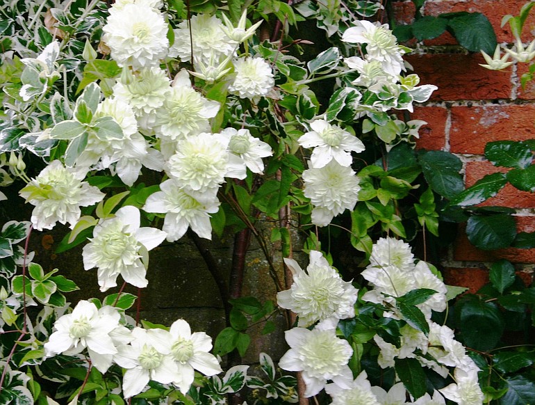 Clematis vines are at their best when rambling up and through a decorative shrub or against a sturdy fence or wall.