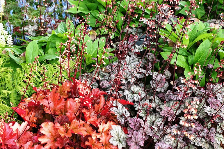 Heucheras vary in height, width, foliage color and texture, as well as individual flower colors.