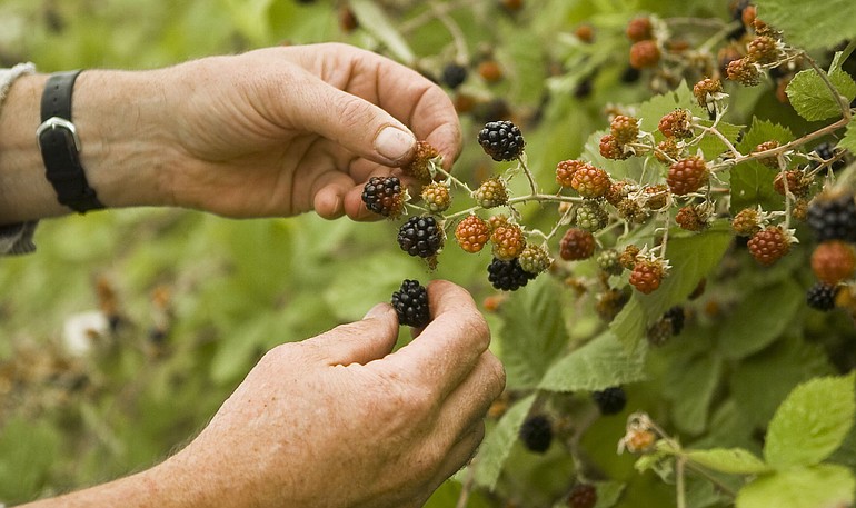 A Clark County berry picker plucks blackberries from a favorite secret spot off Northwest Rieger Memorial Highway.