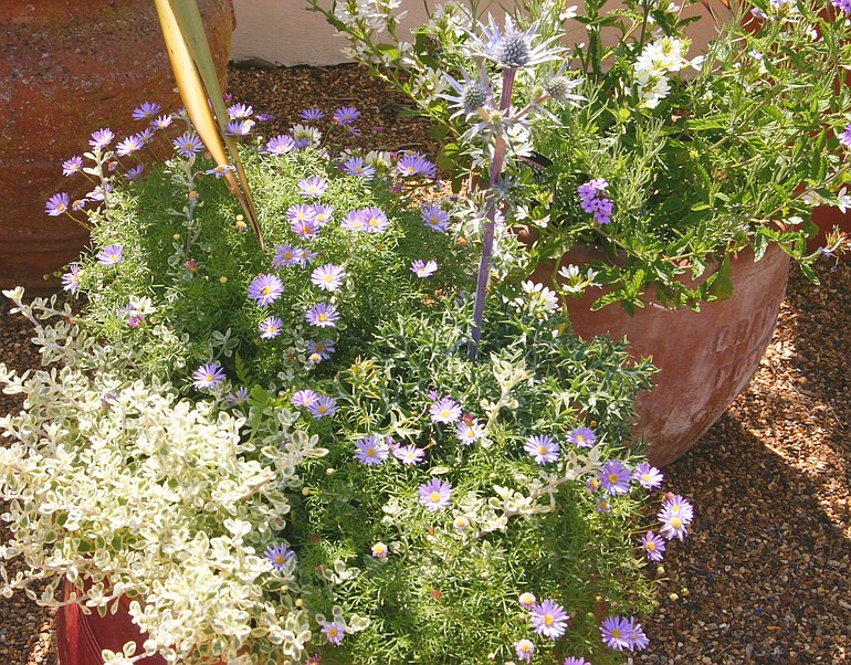 Fill large planters with a mix of late-blooming flowers and remember to water deeply through the hottest days of summer