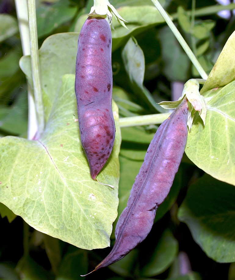 Plant breeders have reduced the tough fibers of the popular &quot;string beans&quot; and now refer to them as &quot;snap beans.&quot;