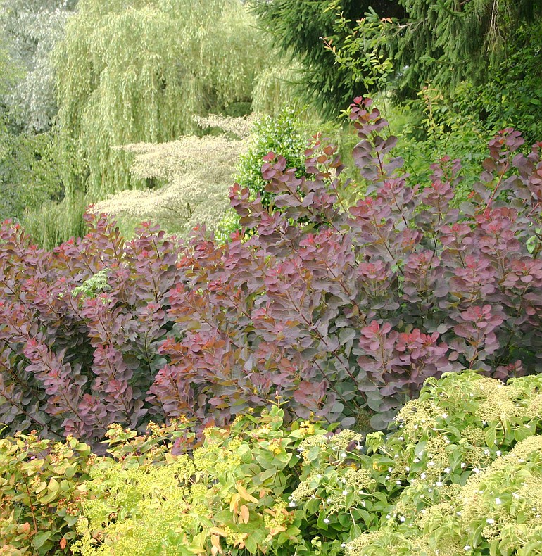 Choose a mix of trees and shrubs in contrasting colors and textures for a long season of garden interest.