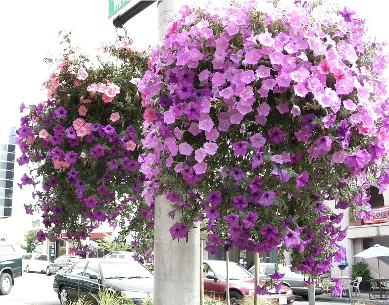 Flower pots are among the things that help make downtown Vancouver an inviting place, said consultant Michele Reeves.