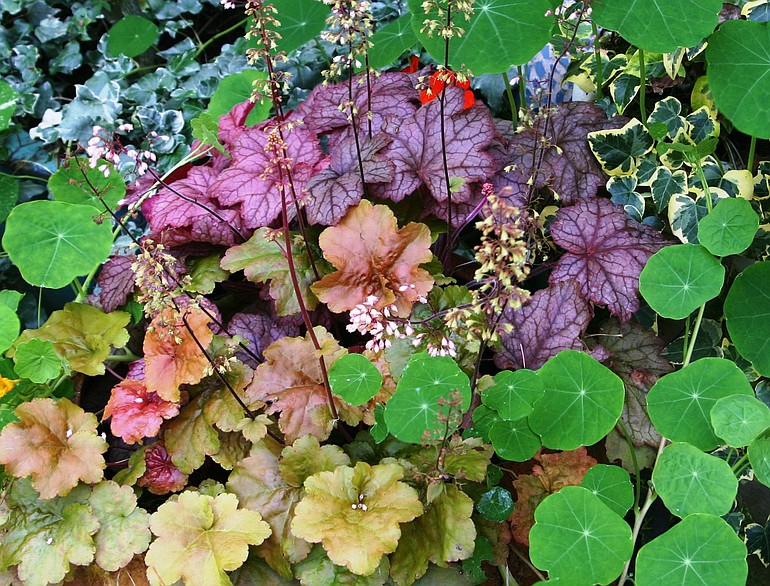As autumn approaches, many all-season perennials take on the heightened hues of the season.