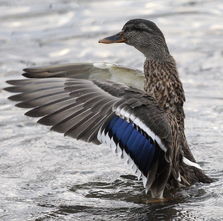Washington's daily limit for ducks is seven birds, but there are restrictions by species and gender.