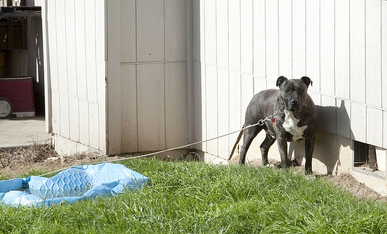 The story of Bo, a pit bull that's regularly tied up in his fenced backyard, has prompted the Battle Ground City Council to consider revising its animal cruelty code. Neighbors claim Bo is left on the tether for days on end, sometimes without water and food.