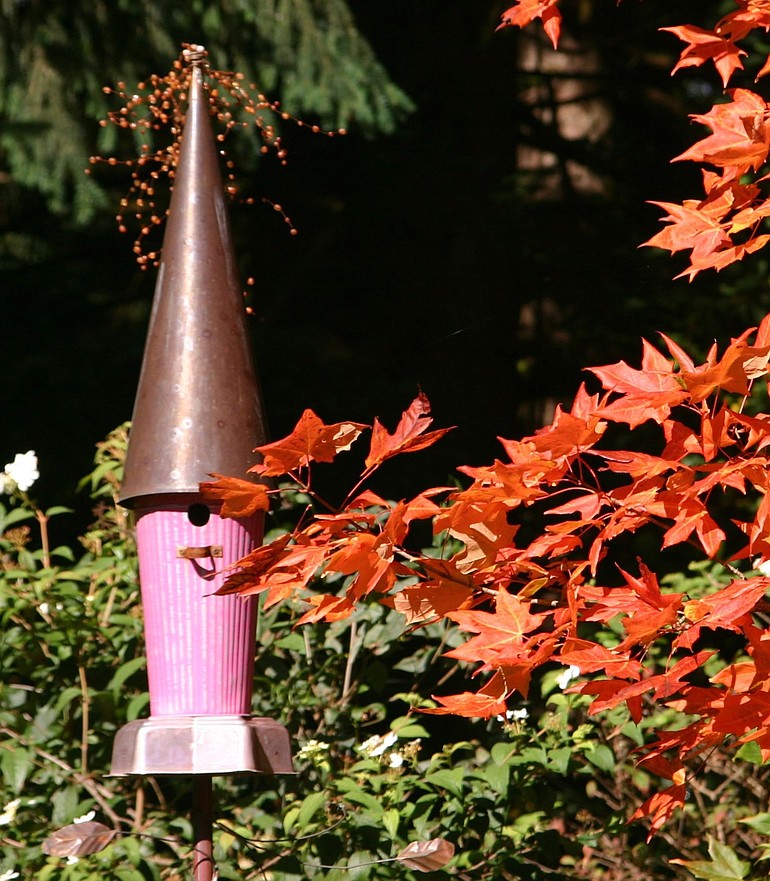 The sugar maple next to &quot;The Tin Man's&quot; ornamental birdhouse is always the first to change into autumn colors in my garden.