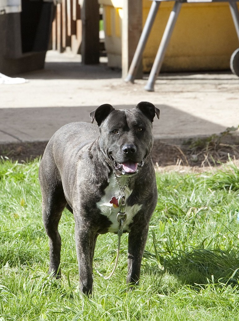 Bo, a pit bull that has been regularly tied up in his fenced backyard, has prompted the Battle Ground City Council to revise the city's animal cruelty code.