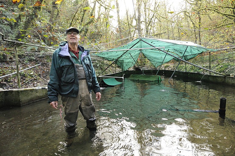 Dave Brown wades through a feeding pond containing 10,000 coho salmon on his property along Mill Creek near Battle Ground. The salmon, just tagged, will be released into the local tributaries next spring. At top, the last of 34,000 coho salmon is tagged using a special machine that implants a coded wire tag.