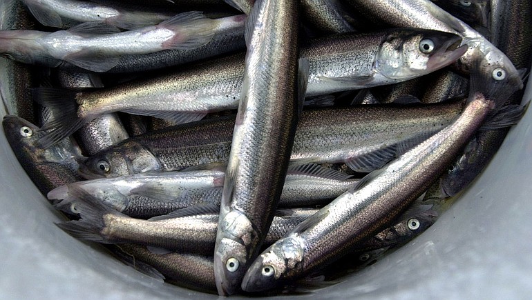A bucket of smelt caught in the Cowlitz River in January 2002.