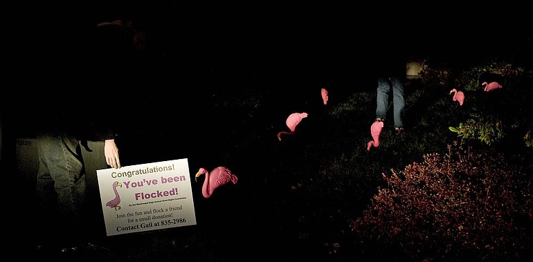 Washougal High School senior Kyle Anderson, left, helps pick up a flock of plastic pink flamingos and a sign from a front lawn in Washougal before moving the birds to another yard. For a donation of $20, people can have the flamingos placed in someone's yard during the night.
