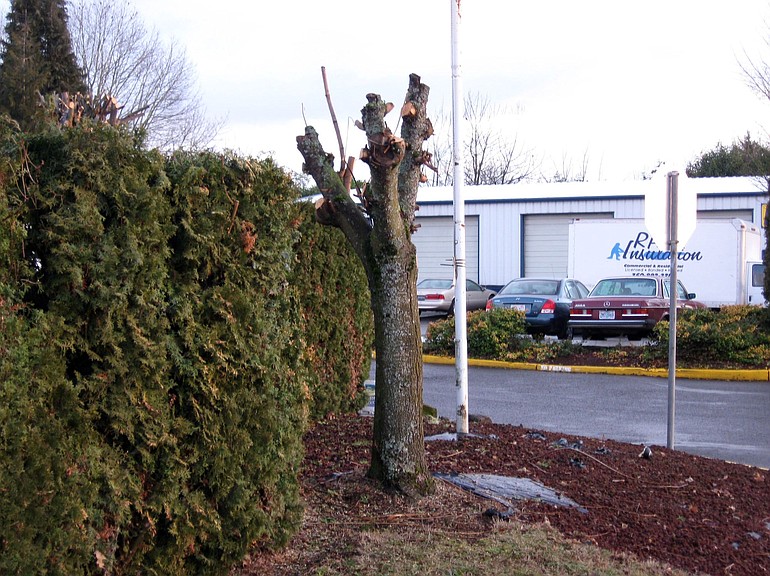 This tree, at a local auto dealership, is an example of one that has been &quot;topped&quot; against city code.