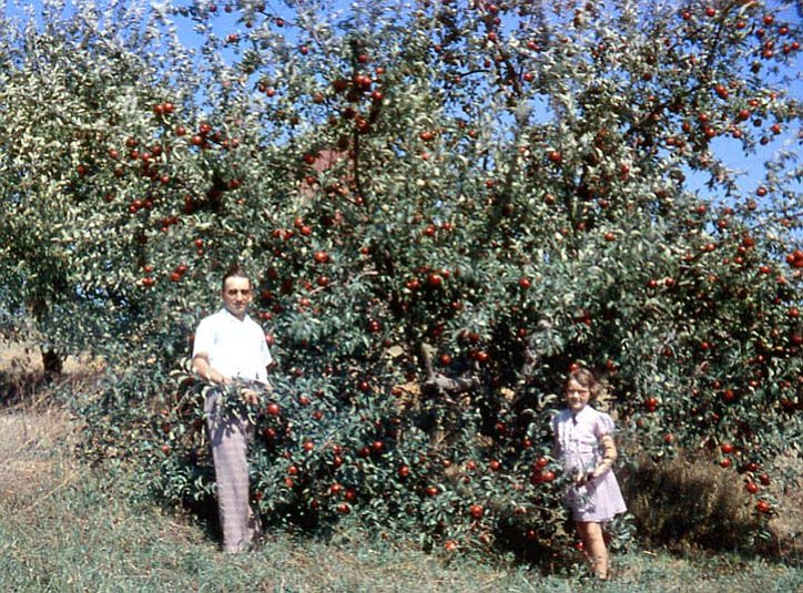 Kathy Condon, her dad and some of their Wisconsin apples.