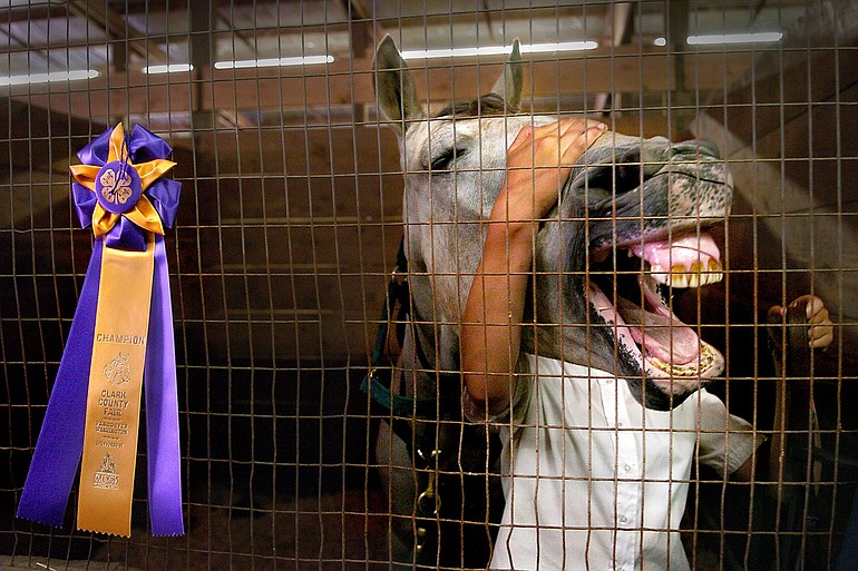 Rocky, an 8-year-old appaloosa, stands with his owner, a 4-H member, in 2005 at the Clark County Fair.