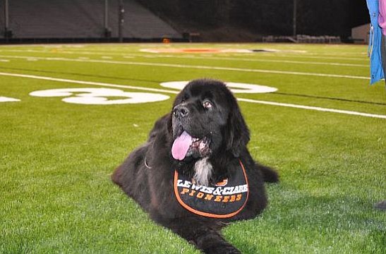 Buddy, a Newfoundland from Orchards, fills in regularly for Pio, the mascot for the Lewis &amp; Clark Pioneers.