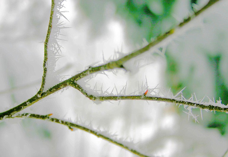 Winter hones our attention to detail, elevating the pattern of frosty ice crystals on bare branches to a work of art.