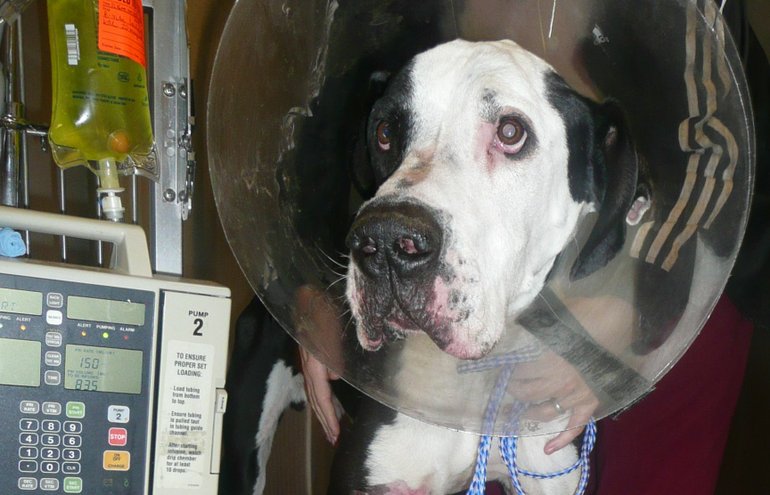 Titan, a Great Dane who disappeared in Felida last month, was found injured and emaciated in a ravine near Felida Park.