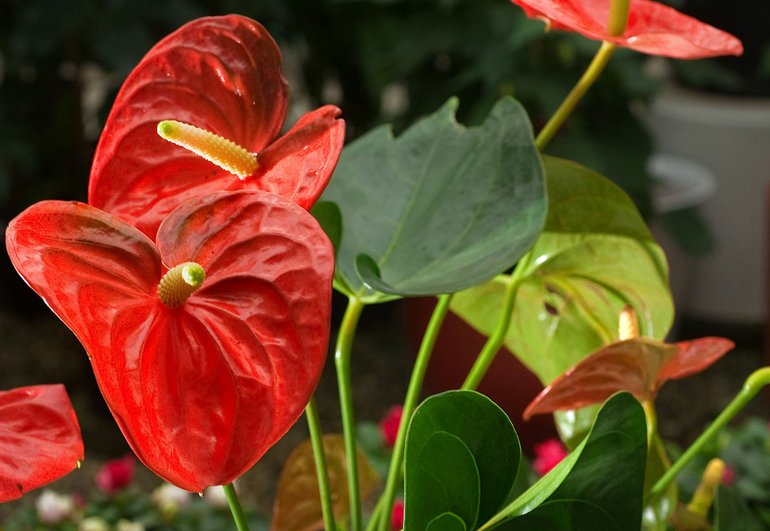 An easy houseplant to grow for nice color is the anthurium.