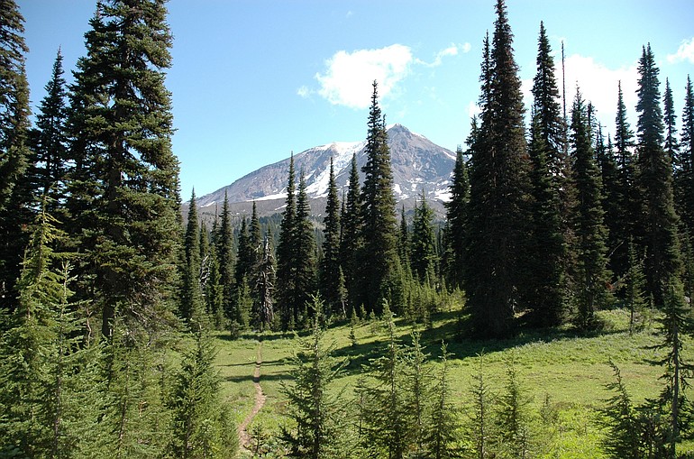 Hikers will find a series of meadows on Riley Creek trail about 4 miles from the trailhead on Gifford Pinchot National Forest road No.