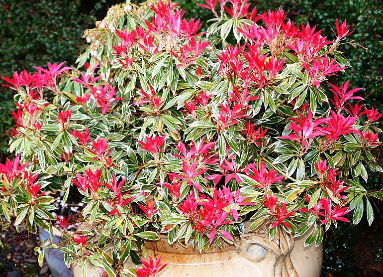 A longtime favorite of mine, Pieris japonica &quot;Flaming Silver,&quot; is a four season broadleaf evergreen with shrimp-pink new growth in spring.