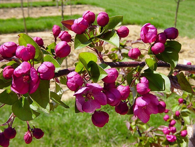 Plant fruit, shade and flowering trees such as Malus &quot;Indian Magic&quot; for their multiseason appeal in the garden.