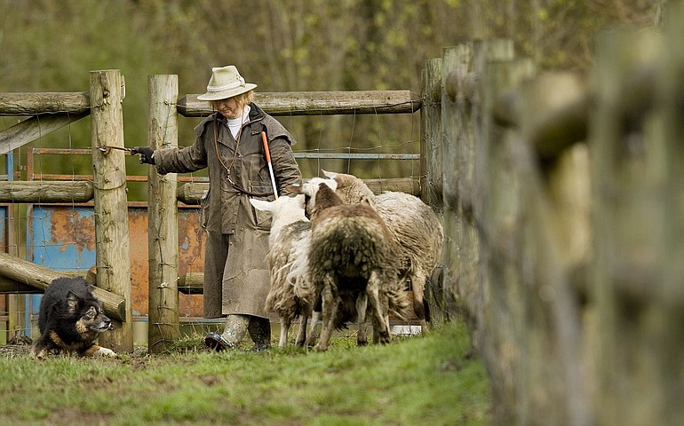 Stamp, an Australian shepherd, herds sheep with handler Nancy Ward at Brigand's Hideout.
