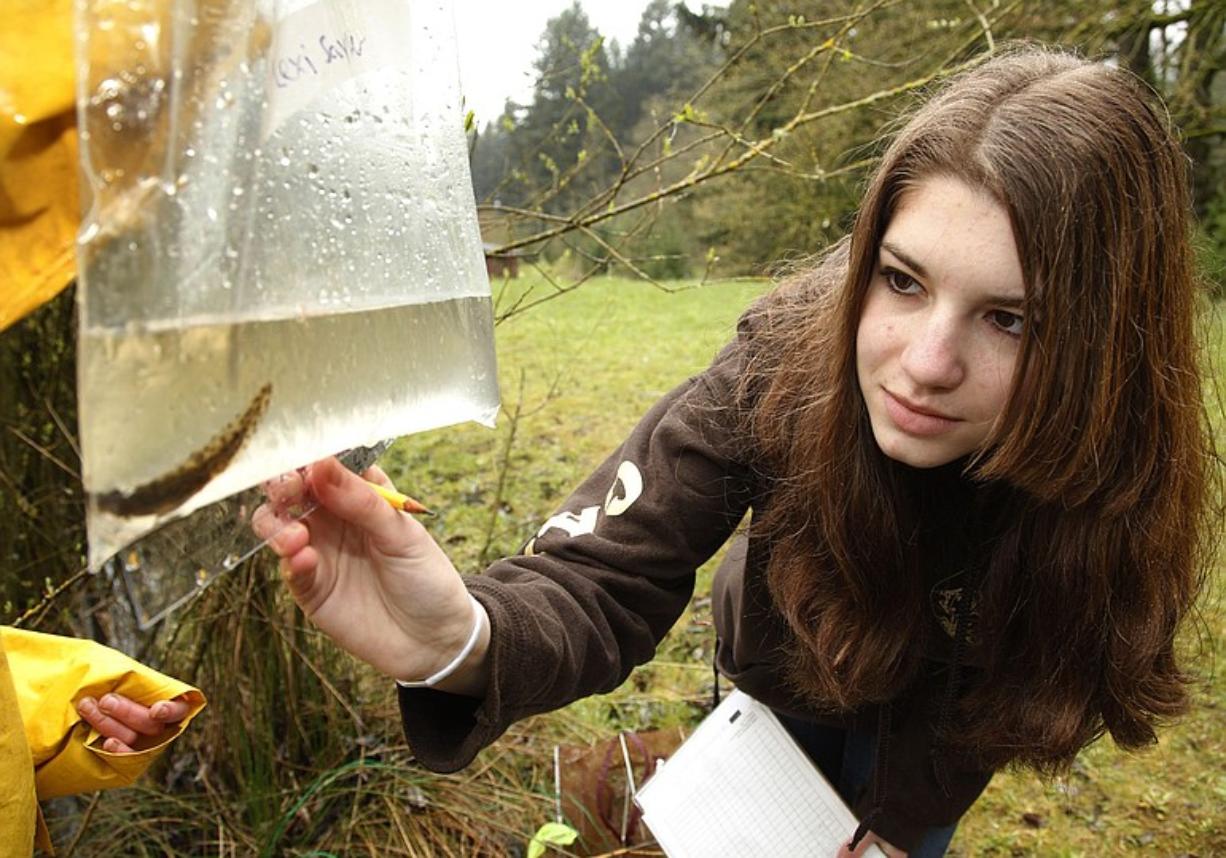 M.E. Bennett measures a tadpole at CASEE in Brush Prairie as part of the ongoing amphibian research program.