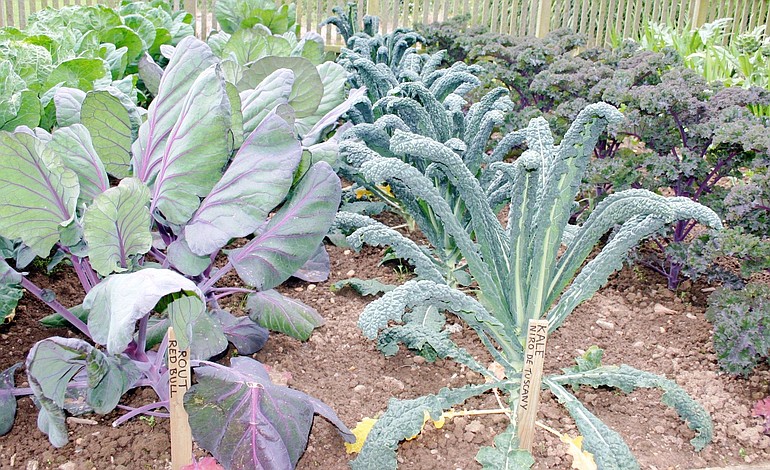 Grow vegetables that are not readily available in markets, as well as unique varieties with decorative garden appeal.