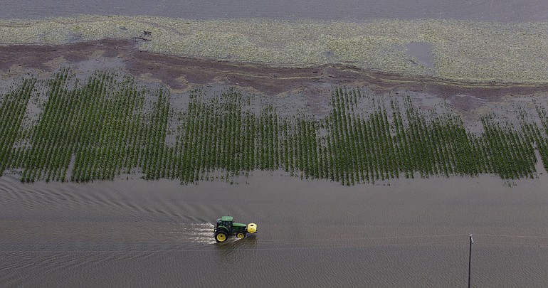 A farmer drives his tractor past a flooded corn field Saturday near Yazoo City, Miss.