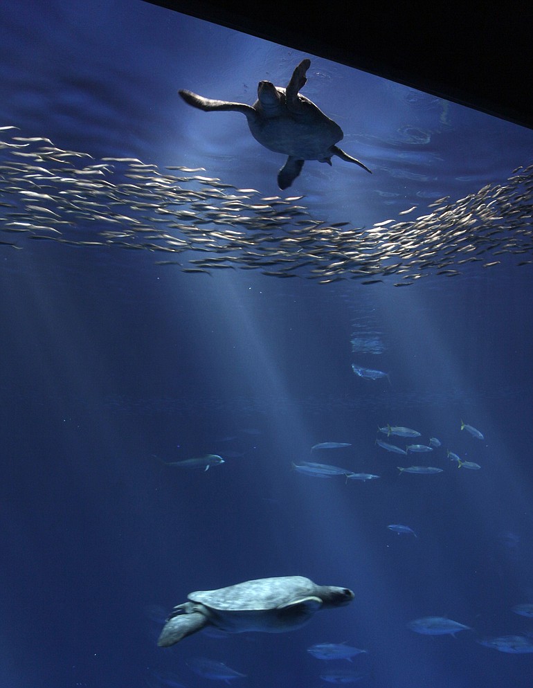 A green sea turtle swims past a school of Pacific sardines at the Monterey Bay Aquarium's remodeled exhibit June 27 in Monterey, Calif.