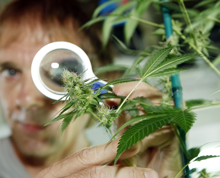 Medical marijuana caregiver Bret Kantola examines the bud on a new strain of medical marijuana that he is growing in his Denver facility    on June 23, 2011.