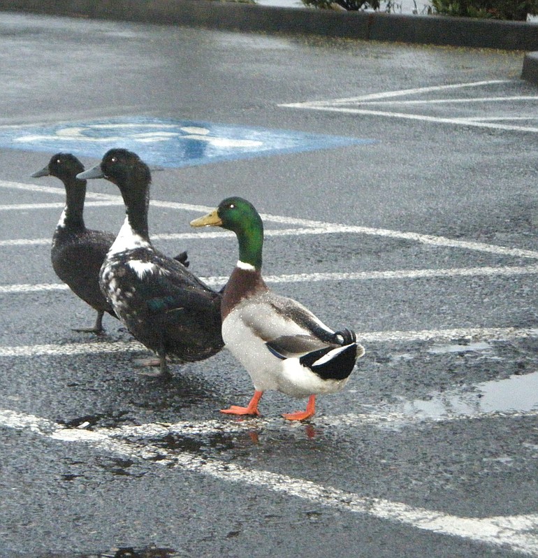 Ducks cross the parking lot near the Albertsons Fuel Center in the Salmon Creek area.
