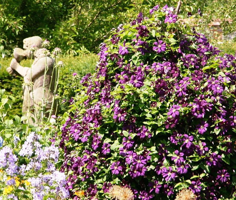 Clematis &quot;Elsa Spath&quot; grows lush and dense enough to engulf the frame of a cedar trellis.