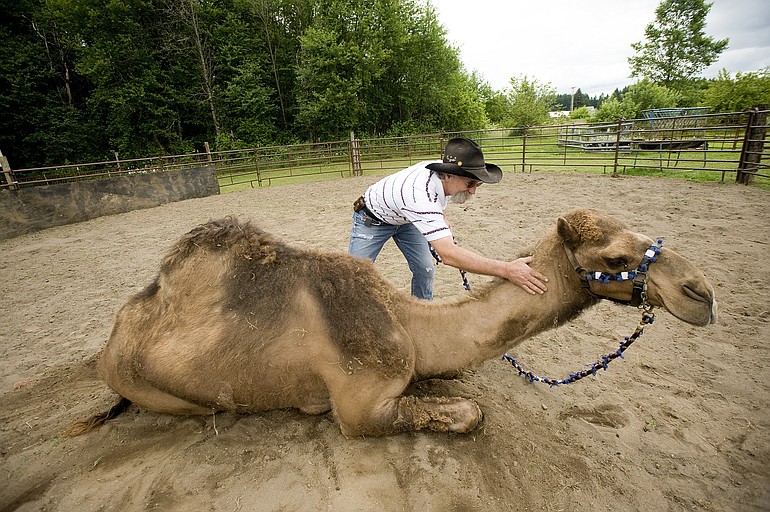Curly the Camel and Jeff Siebert at their La Center area farm.