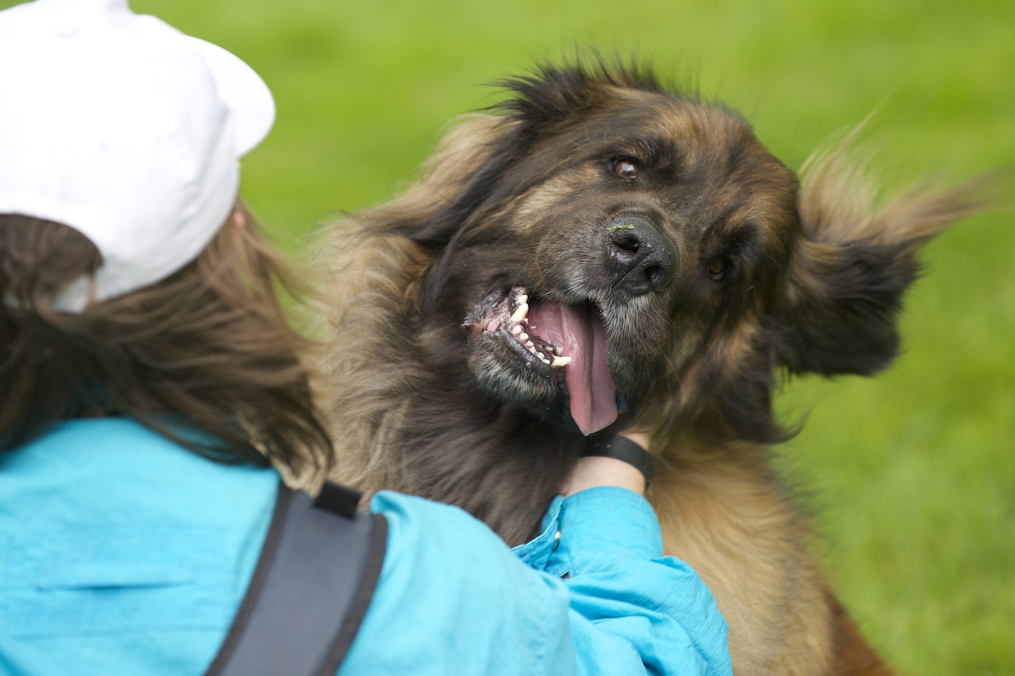 Therapy dog Albert, a 5 year-old Leonberger, gets some love from Washington State University Vancouver student Mason Leavitt, 20, on Tuesday.