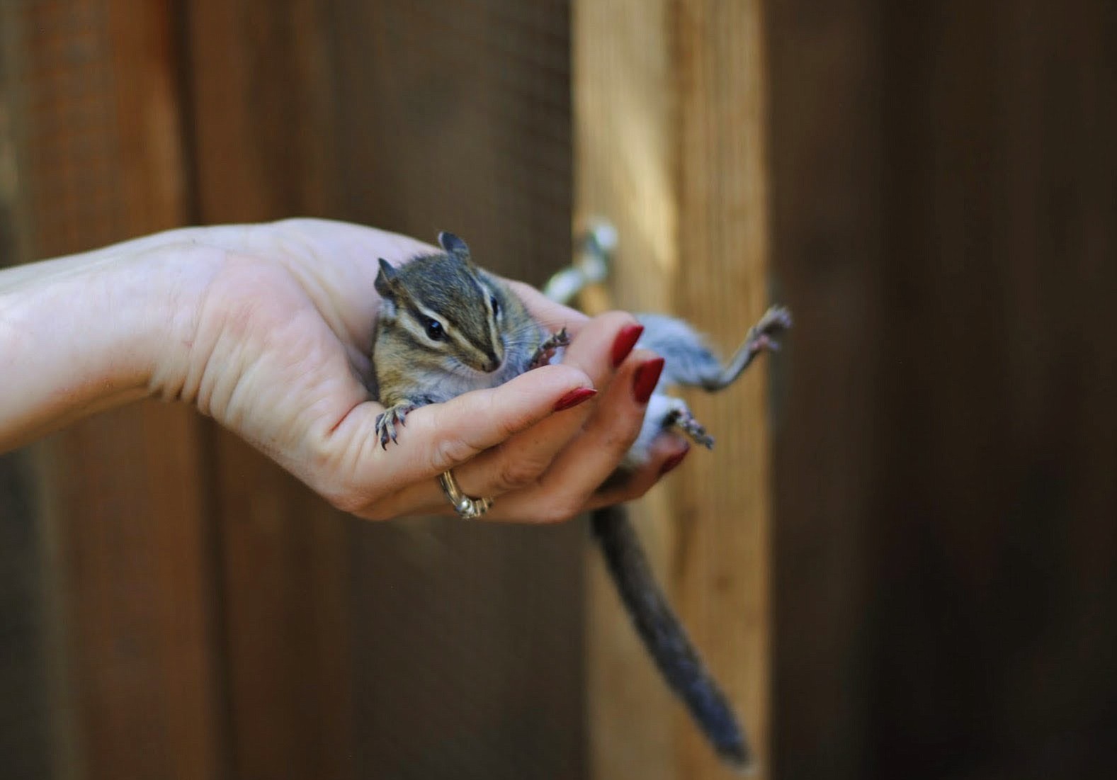 Volunteer wildlife rehabilitator Jackie Marsden holds a chipmunk that snuck out of its temporary home on July 7.