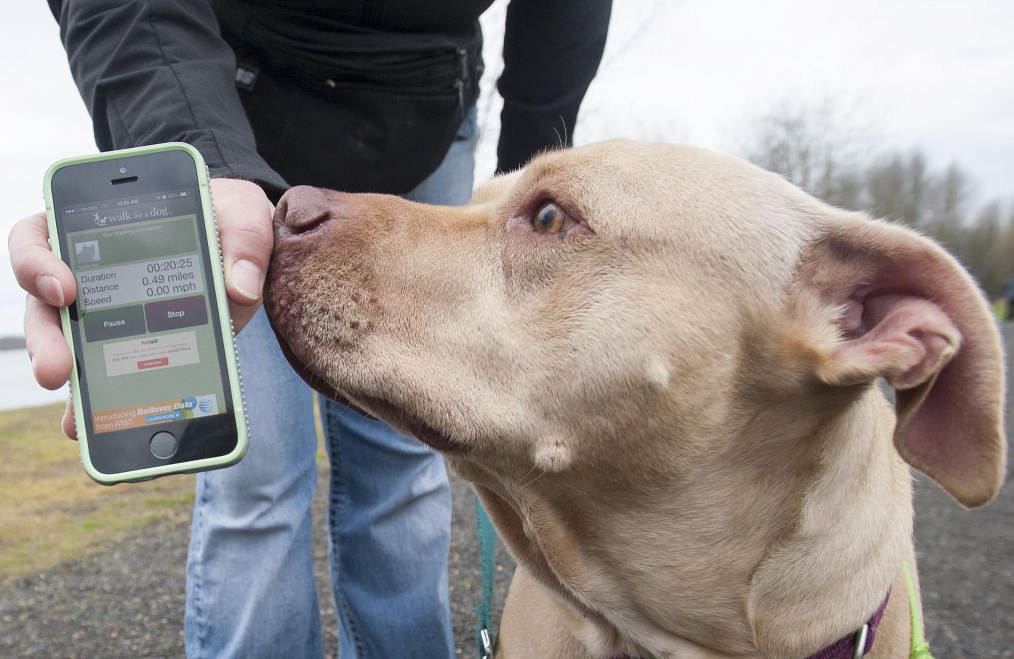 Nicole Parrish, a volunteer at the West Columbia Gorge Humane Society, uses the WoofTrax app while walking Cutty, a dog at the shelter, Wednesday morning in Washougal.