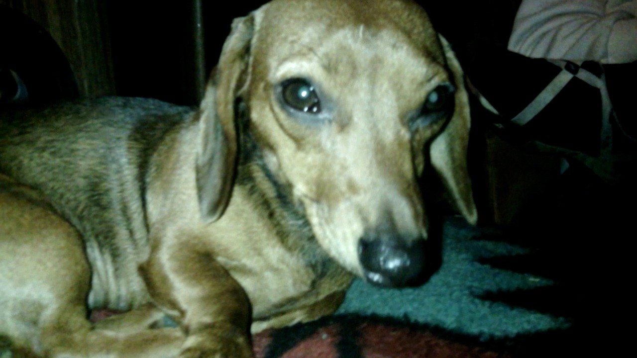 Annie, a dachshund, has been missing from the Ridgefield area since Nov. 28.