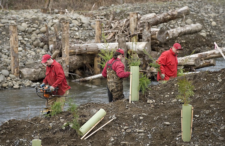 Members of a work crew from Larch Corrections Center plant trees on the bank of Hamilton Creek.