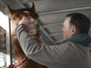 Photos by Ariane Kunze/The Columbian
Livestock brand inspector Ron Balkowitsch demonstrates a typical inspection for branding, which is often done on the inside of the horse's lip.