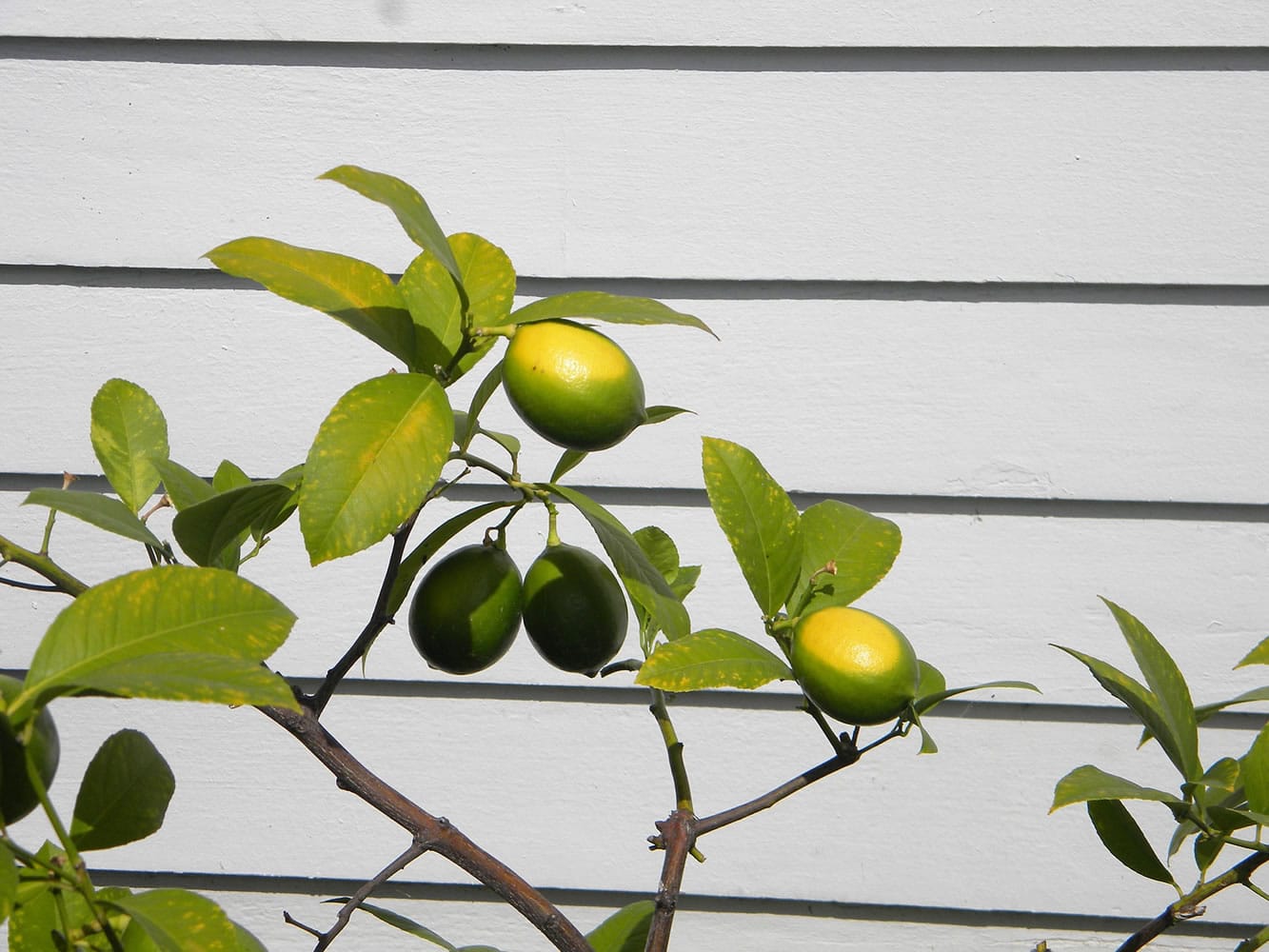Limes ripen in front of the Chief Factor's House at Fort Vancouver.