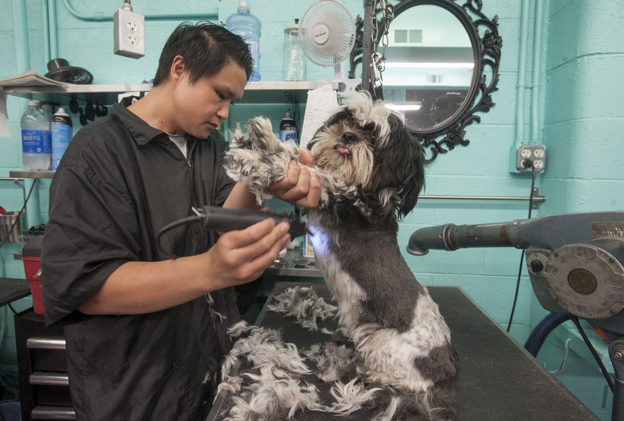Jordan Mui shaves a Shih Tzu named Diesel at Franko's Dog and Cat grooming in Vancouver on Monday. The salon grooms 125 to 175 dogs and cats per day and has seen a sharp uptick in the number of shavings due to the recent hot weather.