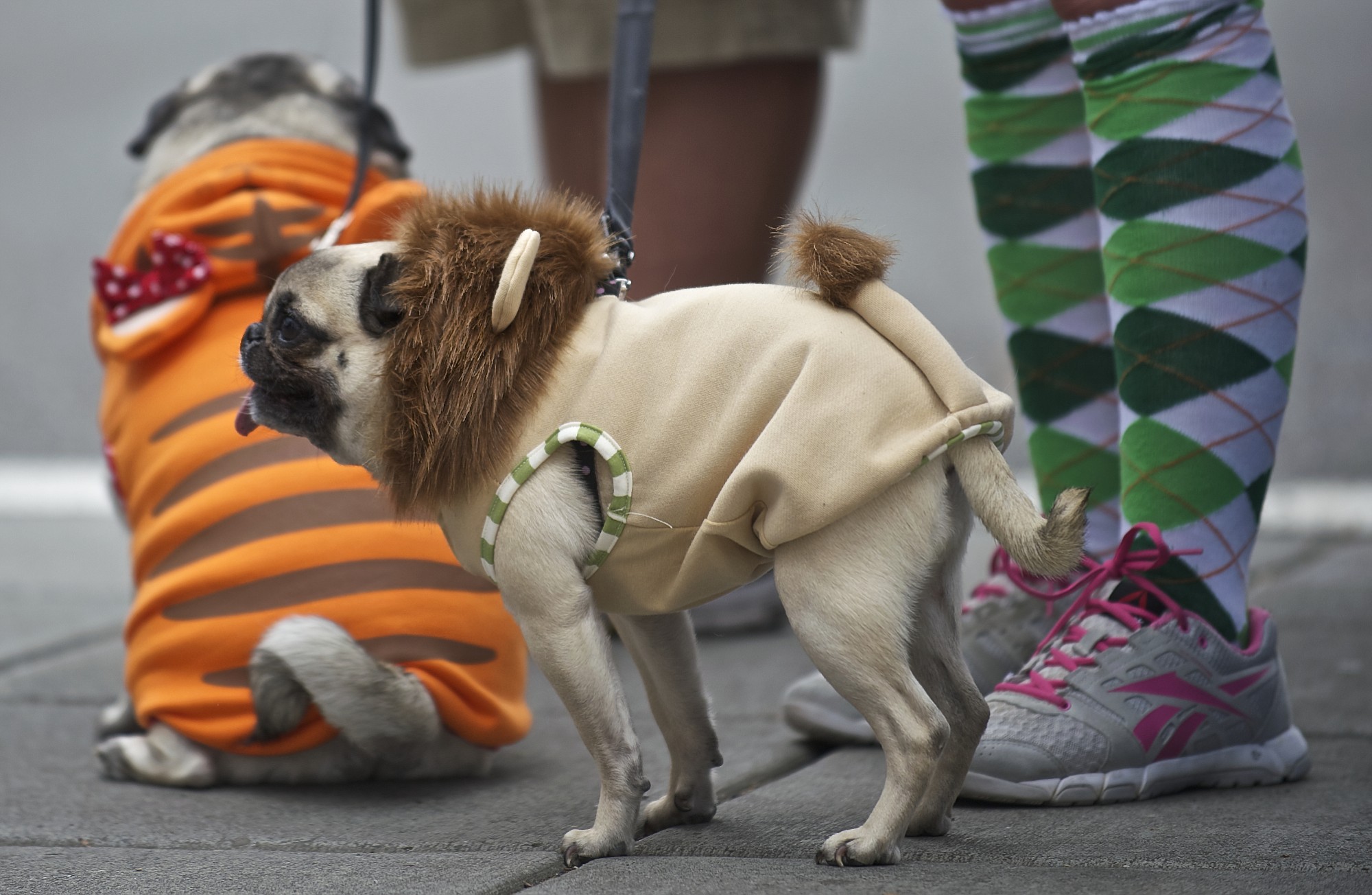 Hai Truong and Raven Morris stand with their two dogs Rodgie, foreground, who is dressed like a lion, and Babbles, who is dressed like a tiger, during the opening weekend of the Vancouver Farmers Market on Sunday March 16, 2014.