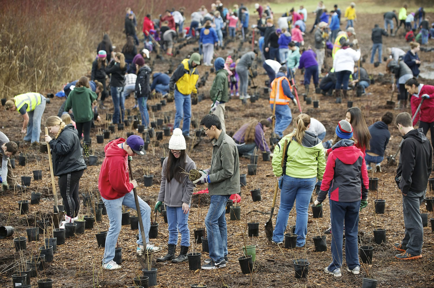 Hundreds of volunteers made their way to the Burnt Bridge Creek Greenway Trail to plant trees as part of the annual MLK Day of Service on Monday.
